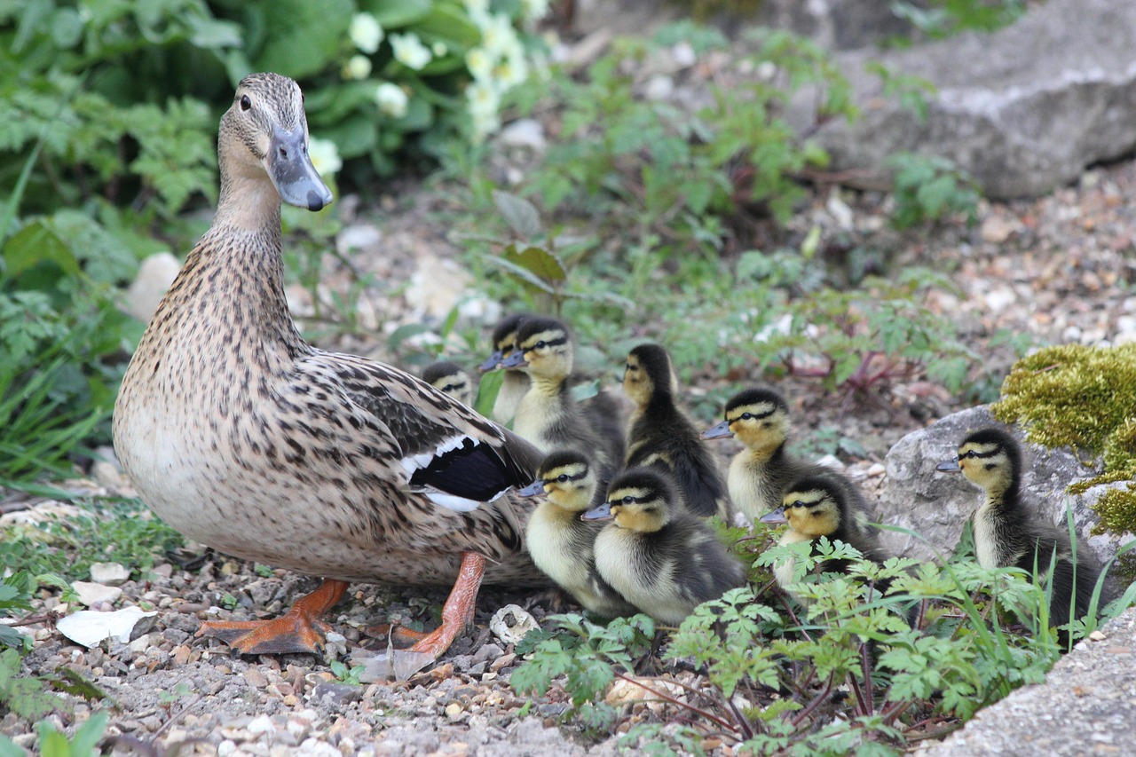 Mamma, ducklings, birds — Bayarjitu Helps Players Stay Focused with User-Friendly Tools