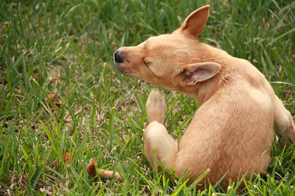 How to Protect Your Pets in Florissant from Fleas?