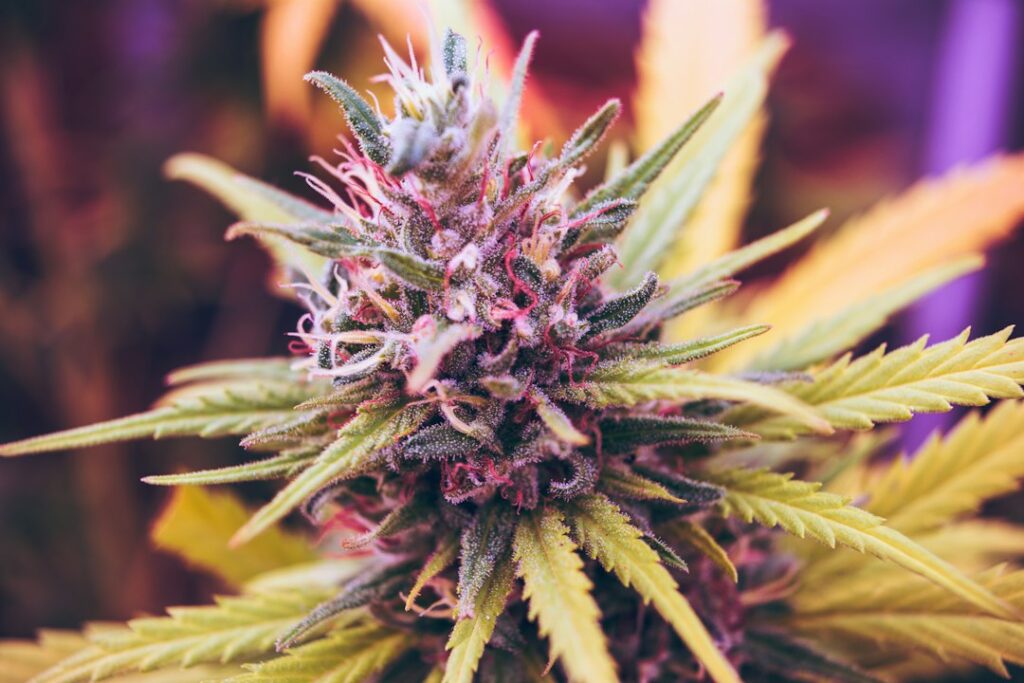 Close-up of a cannabis flower with vibrant green leaves and purple accents