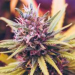 Close-up of a cannabis flower with vibrant green leaves and purple accents