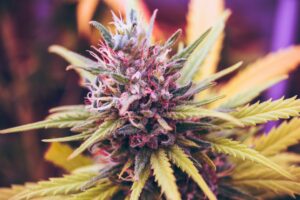 Close-up of a cannabis flower with vibrant green leaves and purple accents